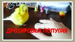 Дрессировка попугая! Как дрессировать волнистого попугая? Дрессируем волнистого попугая!