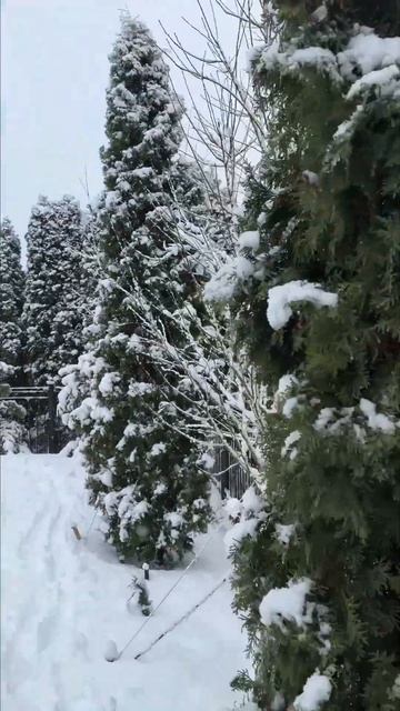 Прогулка по зимнему саду смотреть онлайн