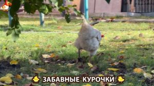 Забавные курочки несушки на сельском подворье 🤗😂😜 (75)
