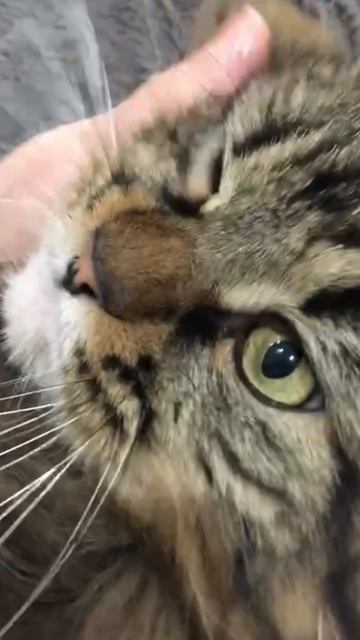 Сердитый Music 😼❤️🔥☠️🔥