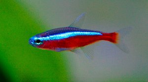 🐠 ОЧЕНЬ КРАСИВАЯ УСПОКАИВАЮЩАЯ МУЗЫКА ДЛЯ СНА 🎵 НЕЖНАЯ РАССЛАБЛЯЮЩАЯ ДЗЕН МУЗЫКА ДЛЯ ДУШИ