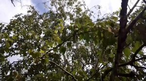 Просто зелень...