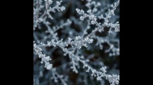 ЧАРОДЕЙКОЮ ЗИМОЮ