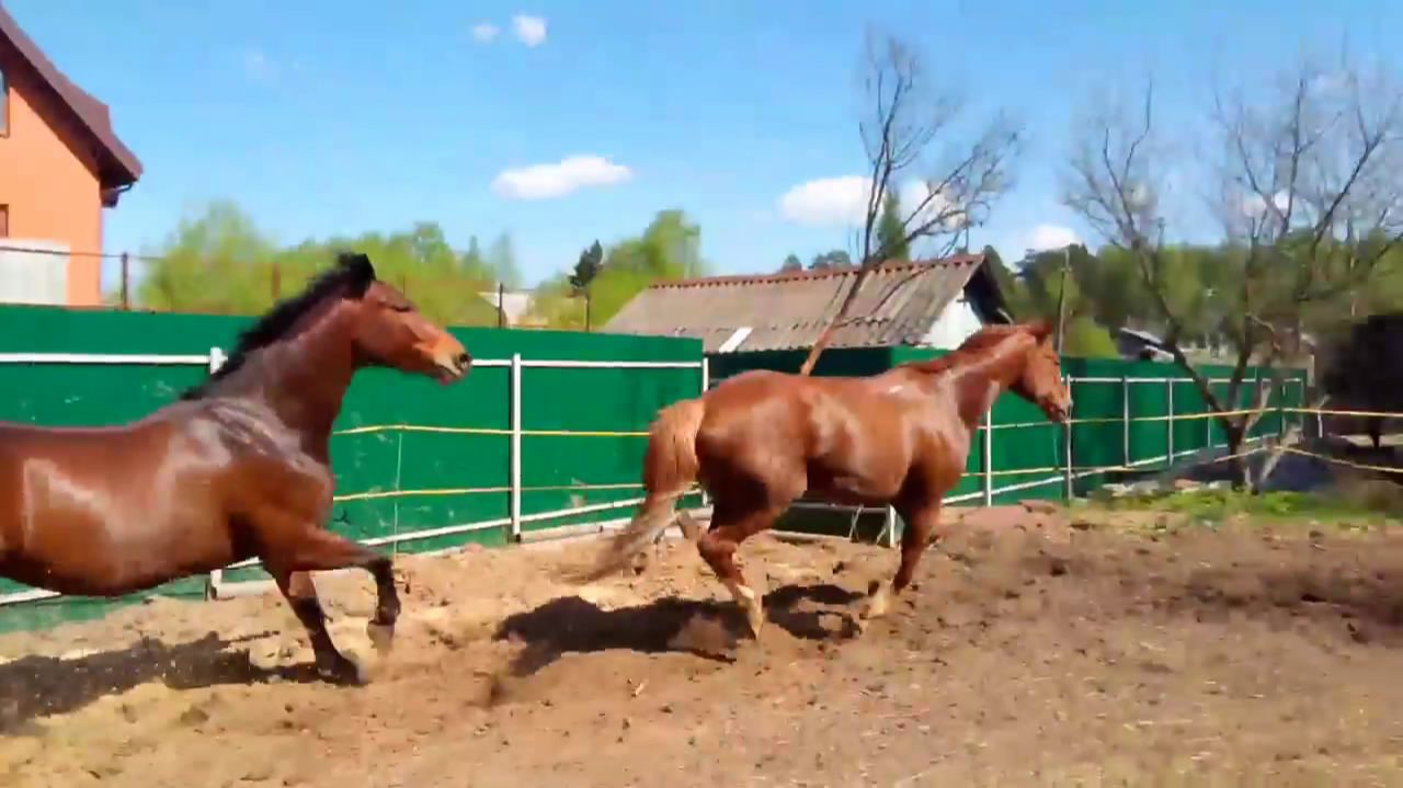 Красная огненная лошадь — символ 2026 года