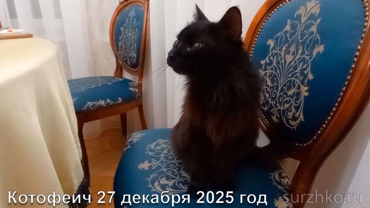 Котофеич 27 декабря 2025 год смотреть онлайн