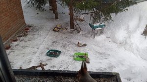 шумно за окном