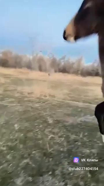 кошки и лошади