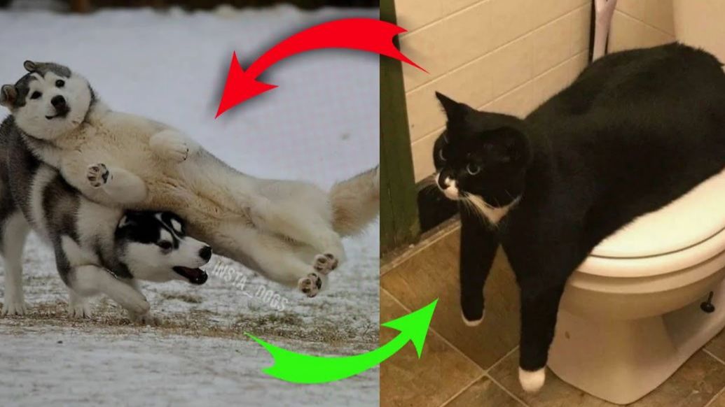 Приколы с животными Смешные видео Наши любимые животные самые самые смешные смотреть онлайн