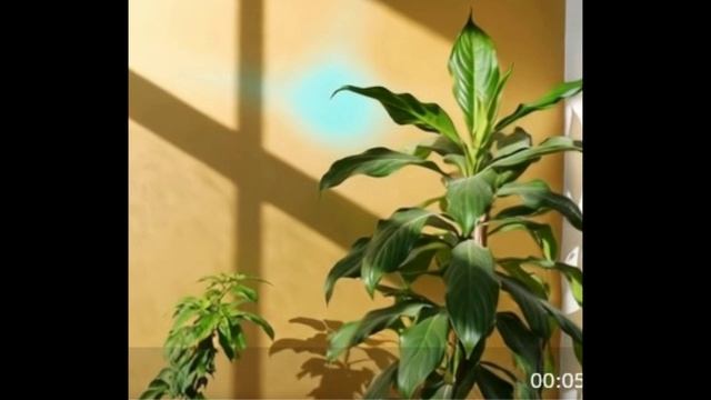 Спасибо вам, зеленые друзья! смотреть онлайн