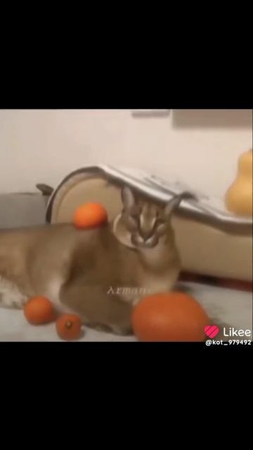 перезалив с likee