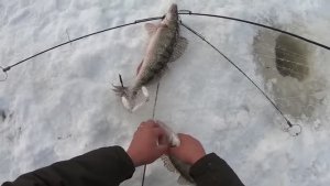 рыбачу.ХАПУГИ ТРЕЩАТ. СКОПЛЕНИЕ КРУПНОЙ РЫБЫ, УДАЧНО ПОРЫБАЧИЛ И ВЗЯЛ ТРОФЕЙ