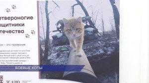 Сотрудницы аппарата ЗСНО собрали и отправили посылку для питомцев бойцов на передовую