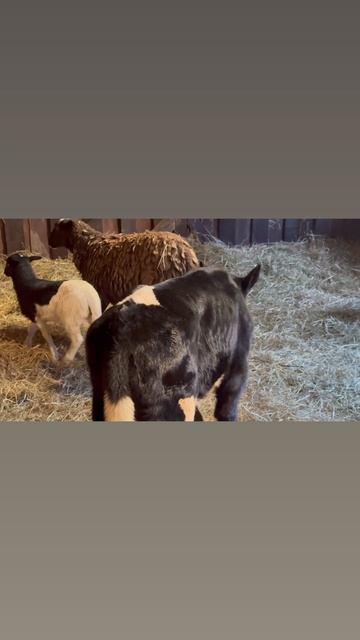 Он пристает