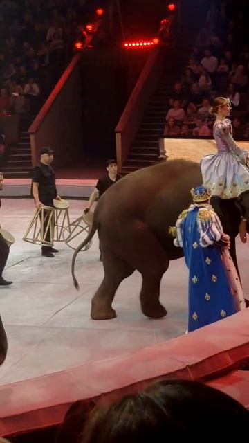 Слоны в Цирке