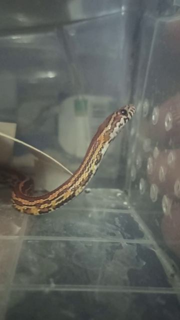 Любопытный малыш маисового полоза. 6 января 2025 г. смотреть онлайн