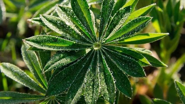 Июльский вечер. Сергей Чекалин. July evening. Sergey Chekalin. смотреть онлайн