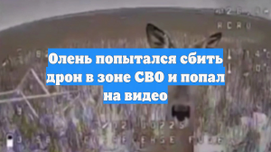Олень попытался сбить дрон в зоне СВО и попал на видео