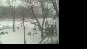 Птички с нашего двора