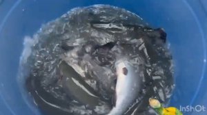 Очередной приход Форели навеска 1кг-2.5 кг