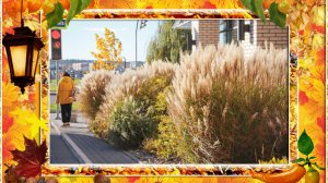 Осінні   Чернівці   2025 . Архів