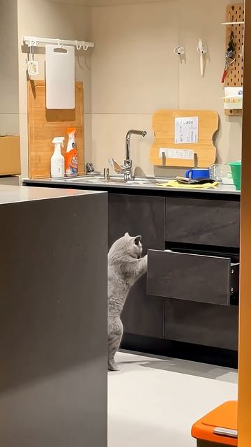 🤣Повторялки 🐱