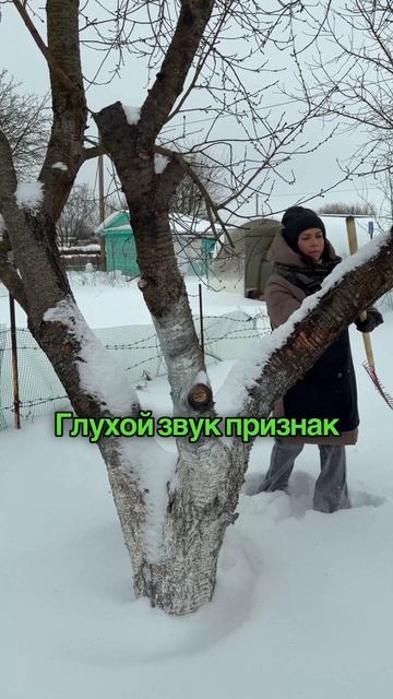 Зачем наши бабушки проверяли деревья на звук