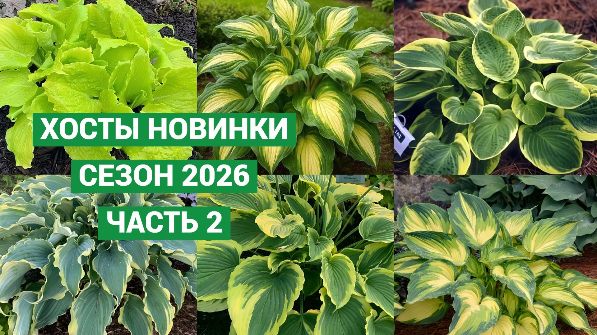 Большой обзор. Хосты новинки 2026.Часть 2 смотреть онлайн