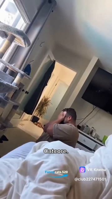 котейки злодейки