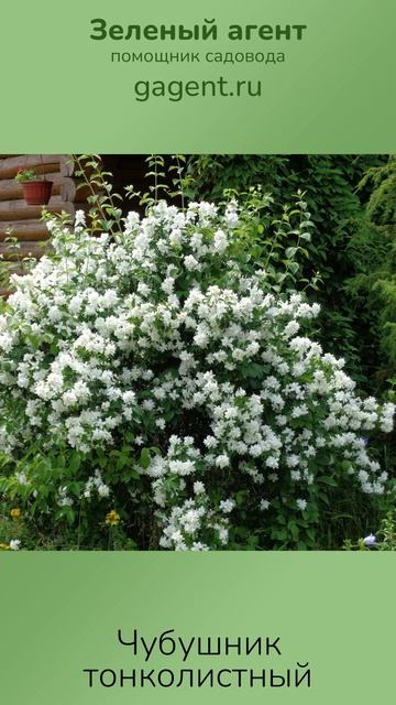 Чубушник тонколистный — Зеленый Агент