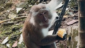 Что скрывает Пхукет? часть 1 — где живут обезьяны и как выглядит Будда вблизи.