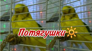 КАК ПОТЯГИВАЕТСЯ ПОПУГАЙ? Потягушки попугая