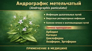 Андрографис метельчатый (Andrographis paniculata)