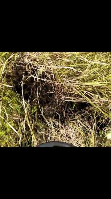 Пуговица или элемент конской упряжи смотреть онлайн