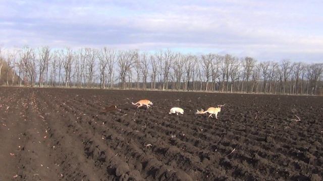 Охота на зайца с собаками сезон 2025-2026г (33 часть)