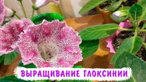 Выращивание глоксинии из семян