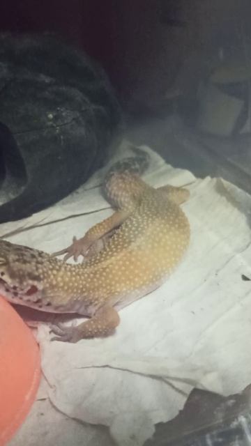 Спящая эублефарская милота! 7 января 2026 г. смотреть онлайн