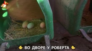 Содержание кур в домашних условиях и других птиц во дворе у Роберта 🐣🐤🦆🐔🪿🦃 (389)