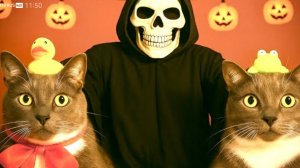 КОТИКИ  В ШКОЛЕ- ПРАНКИ НАД УЧЕНИКАМИ