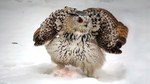 У семейства краснокнижных филинов сейчас обед.