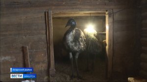 Длинноногие и быстрые. У фермеров из села Аляты Аларского района живут эму