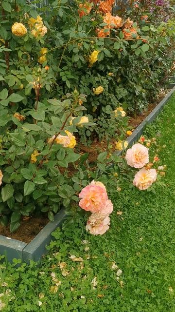 Роза Августа Луиза / Augusta Luise 6з ЧГ 3.3.3.1.2 роз-перс  в110ш80ц15 Tantau 1999г. 18.09.2025