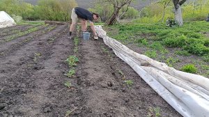 Делаю лунки для полива фруктовых саженцев. Удобряю клубнику весной.