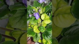 Познавательная минутка. Фиалки трейлеры.