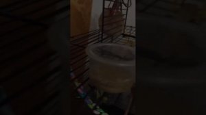 уход за попугаем 1 часть