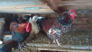 КАК ЖИВУТ В ДЕРЕВНЕ.Хотела в суп,но оставила.