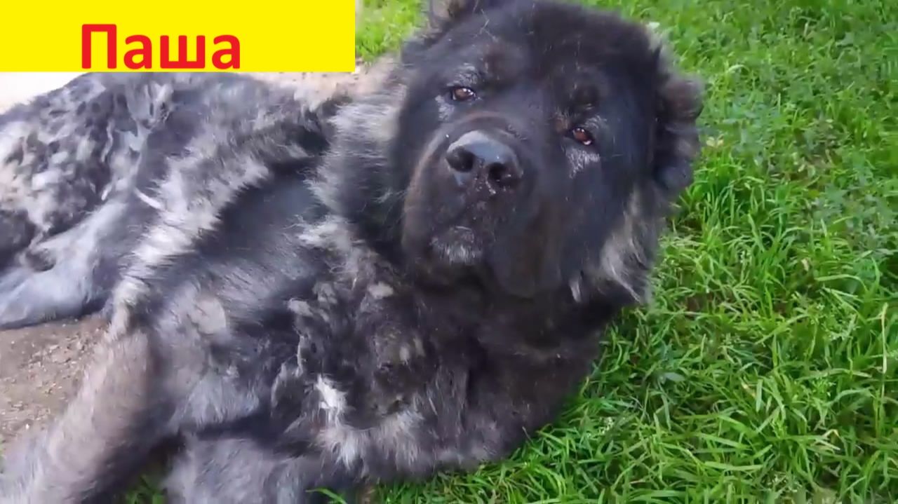 Кот и собака. Найди разницу