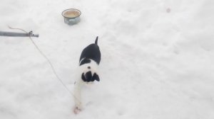 Черно-белый котенок эдит