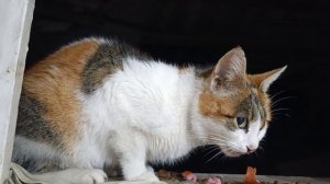 Нам не страшен мороз и холод мы пришли