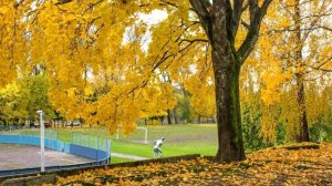 За стадионом - строем тополя - стихи Виктора Левашова, Ярославль.