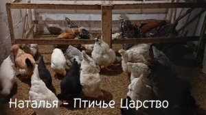 Хохлатых молодок  и годовалых соединила